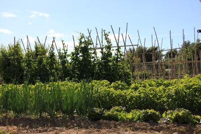 huerta